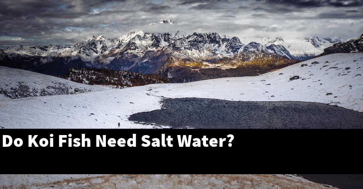 Do Koi Fish Need Salt Water?