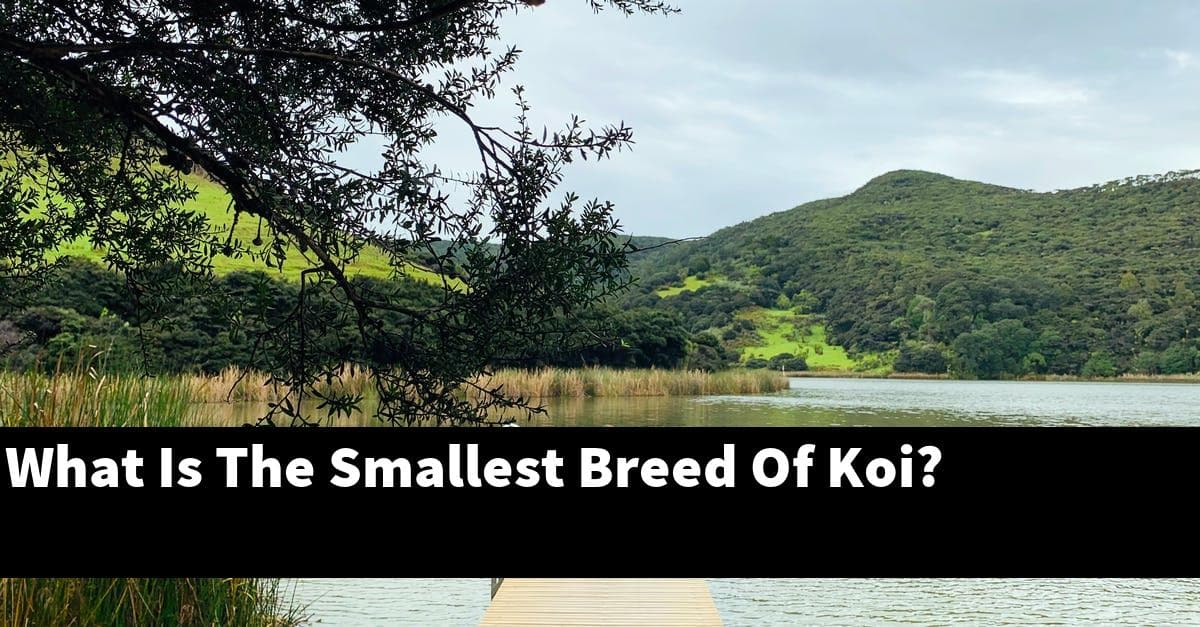 What Is The Smallest Breed Of Koi?