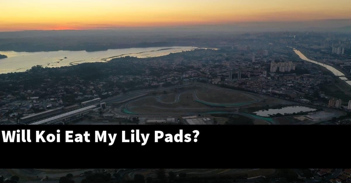 Will Koi Eat My Lily Pads?