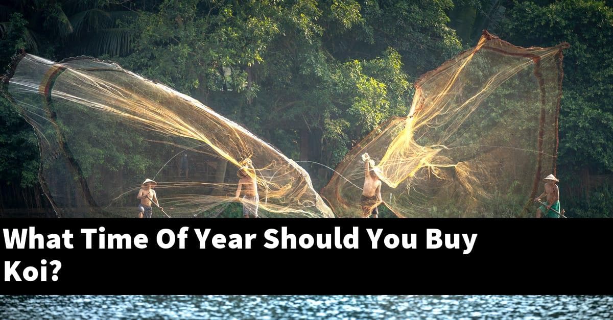 What Time Of Year Should You Buy Koi?