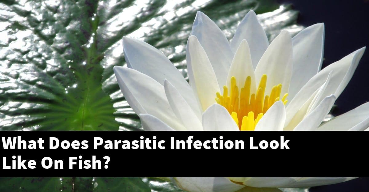 What Does Parasitic Infection Look Like On Fish?