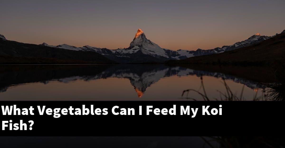 What Vegetables Can I Feed My Koi Fish?