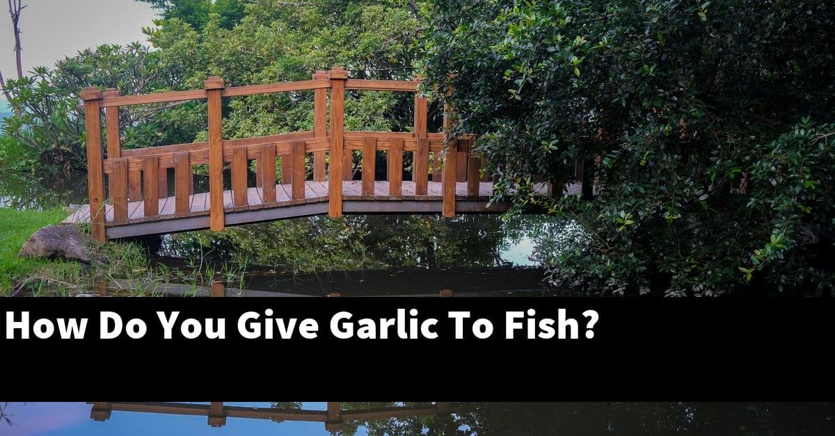 How Do You Give Garlic To Fish?