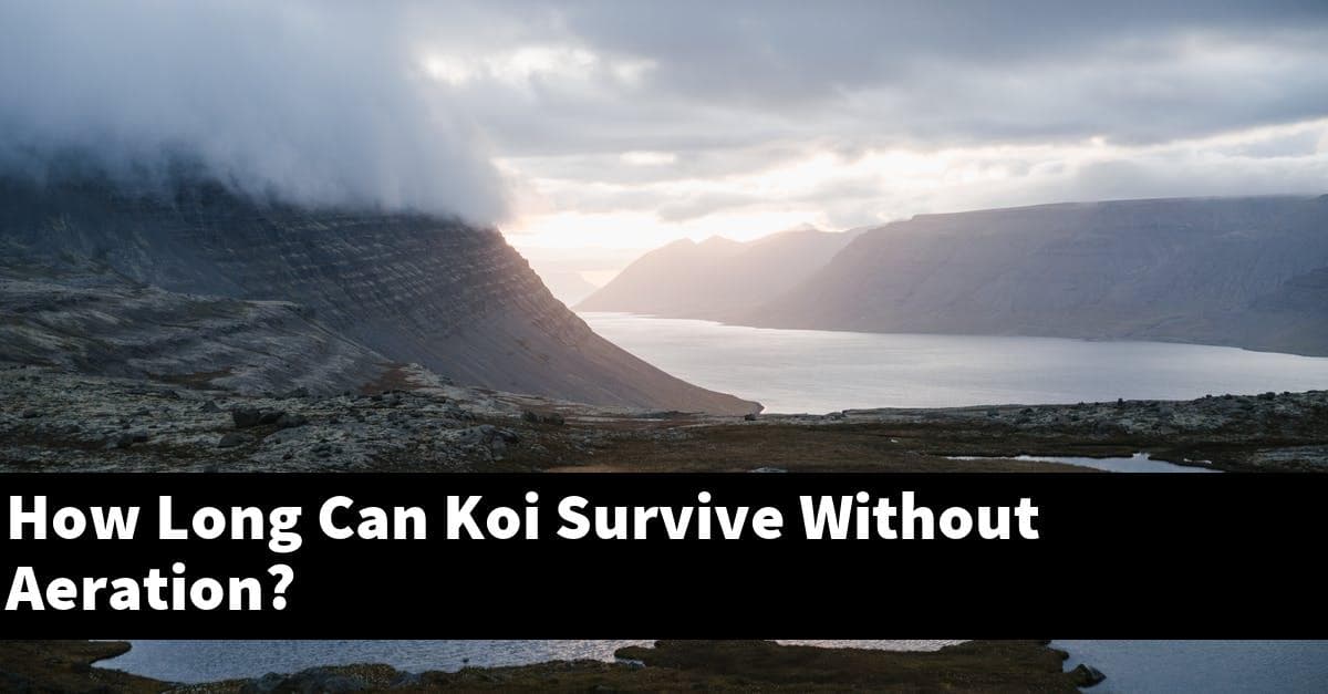 How Long Can Koi Survive Without Aeration?