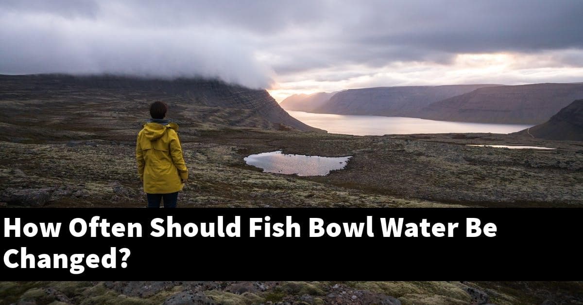 How Often Should Fish Bowl Water Be Changed?