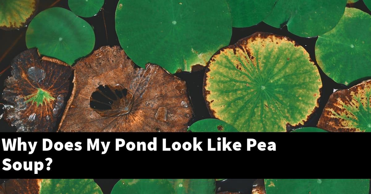 Why Does My Pond Look Like Pea Soup?
