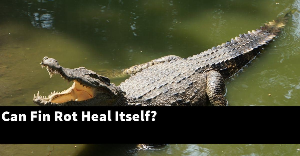 Can Fin Rot Heal Itself?