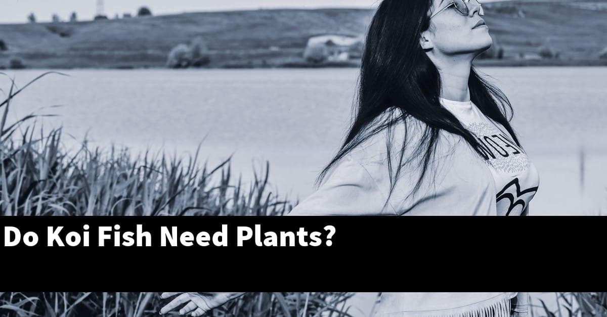 Do Koi Fish Need Plants?