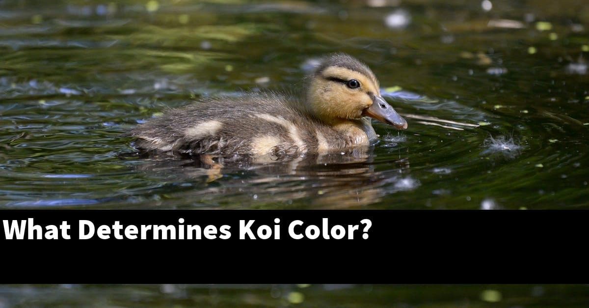 What Determines Koi Color?