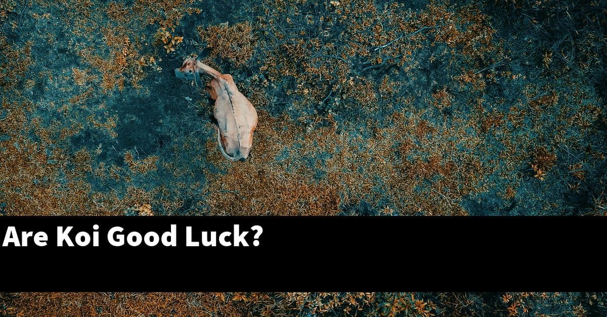 Are Koi Good Luck?