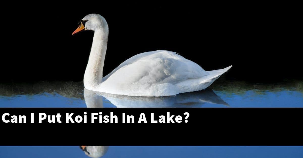 Can I Put Koi Fish In A Lake?