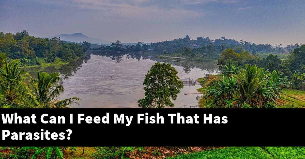 What Can I Feed My Fish That Has Parasites?