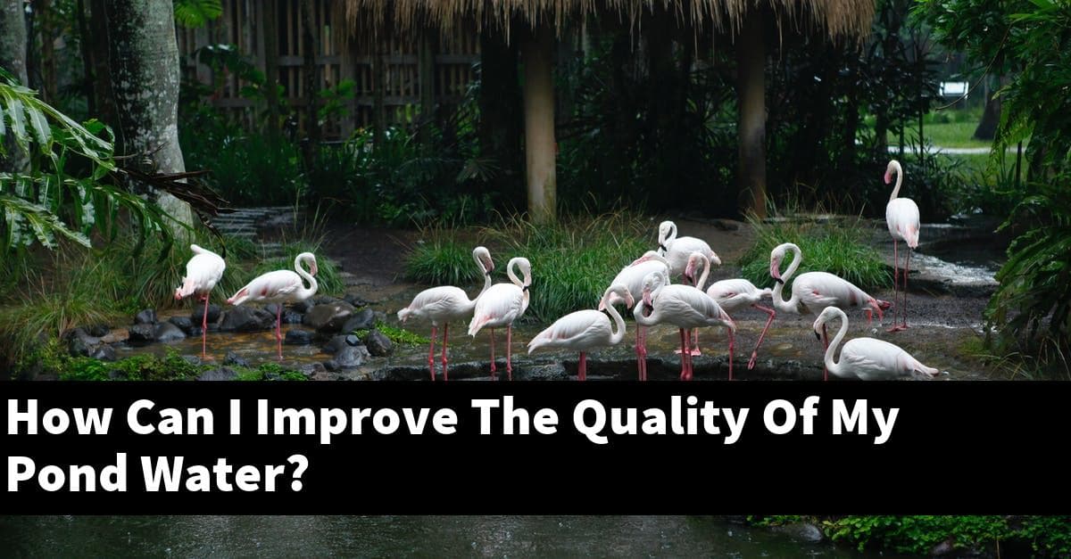 How Can I Improve The Quality Of My Pond Water?