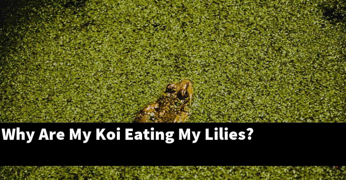 Why Are My Koi Eating My Lilies?
