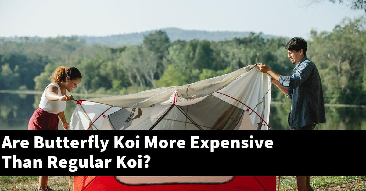 Are Butterfly Koi More Expensive Than Regular Koi?