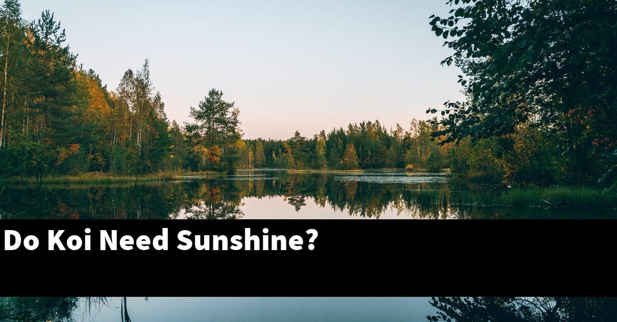 Do Koi Need Sunshine?