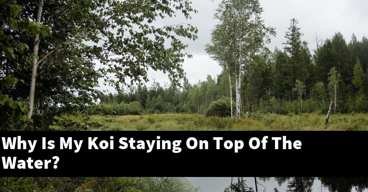 Why Is My Koi Staying On Top Of The Water?