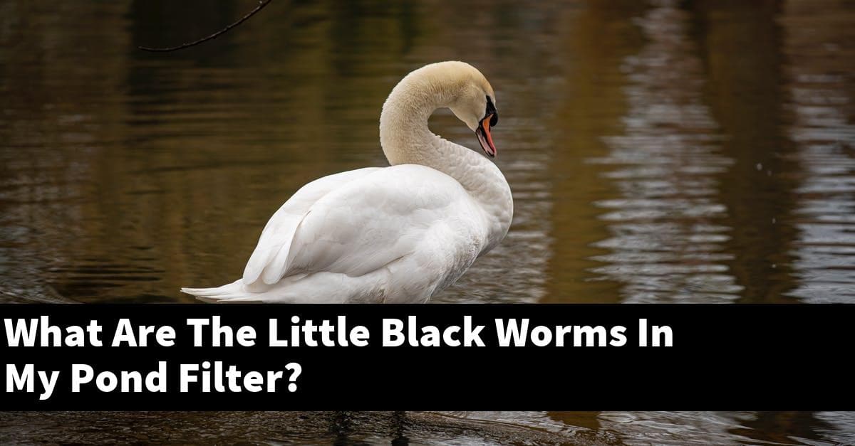 What Are The Little Black Worms In My Pond Filter?