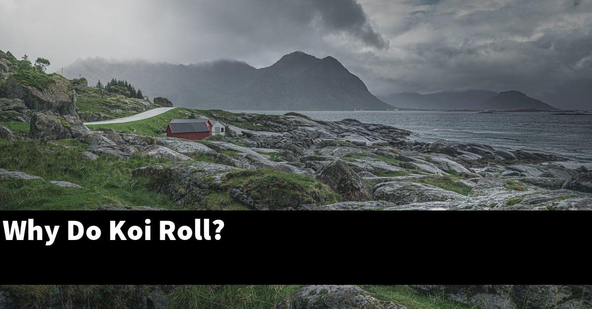 Why Do Koi Roll?