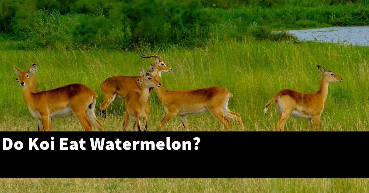 Do Koi Eat Watermelon?