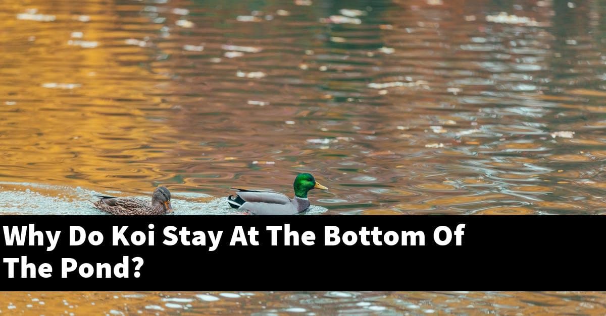 Why Do Koi Stay At The Bottom Of The Pond?