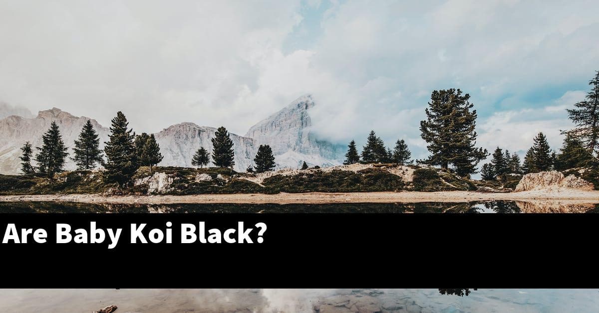 Are Baby Koi Black?
