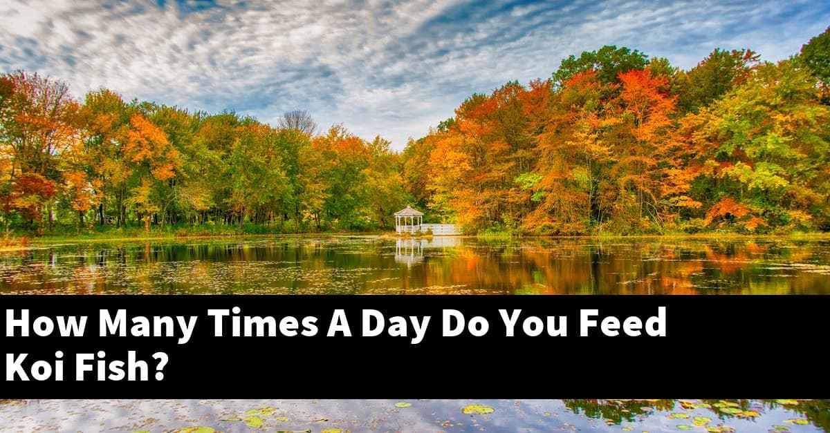 How Many Times A Day Do You Feed Koi Fish?