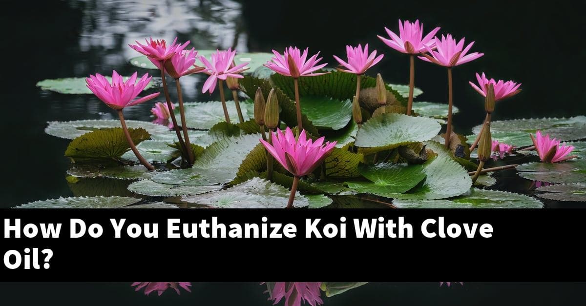 How Do You Euthanize Koi With Clove Oil?