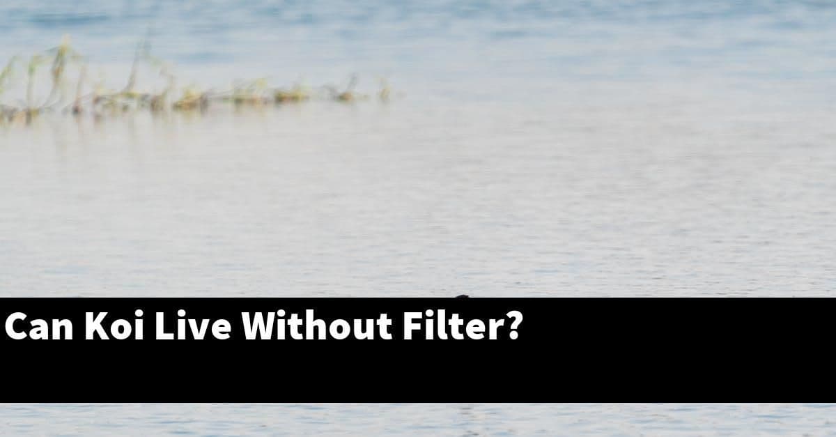 Can Koi Live Without Filter?