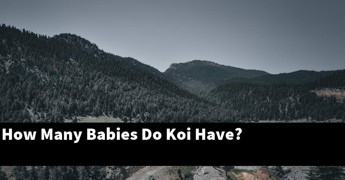 How Many Babies Do Koi Have?