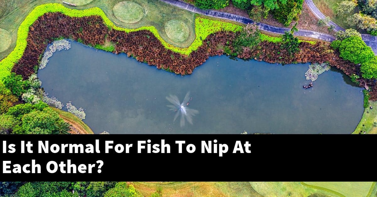 Is It Normal For Fish To Nip At Each Other?