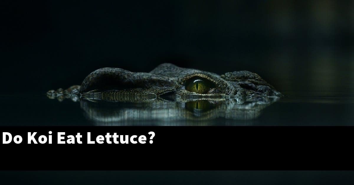 Do Koi Eat Lettuce?