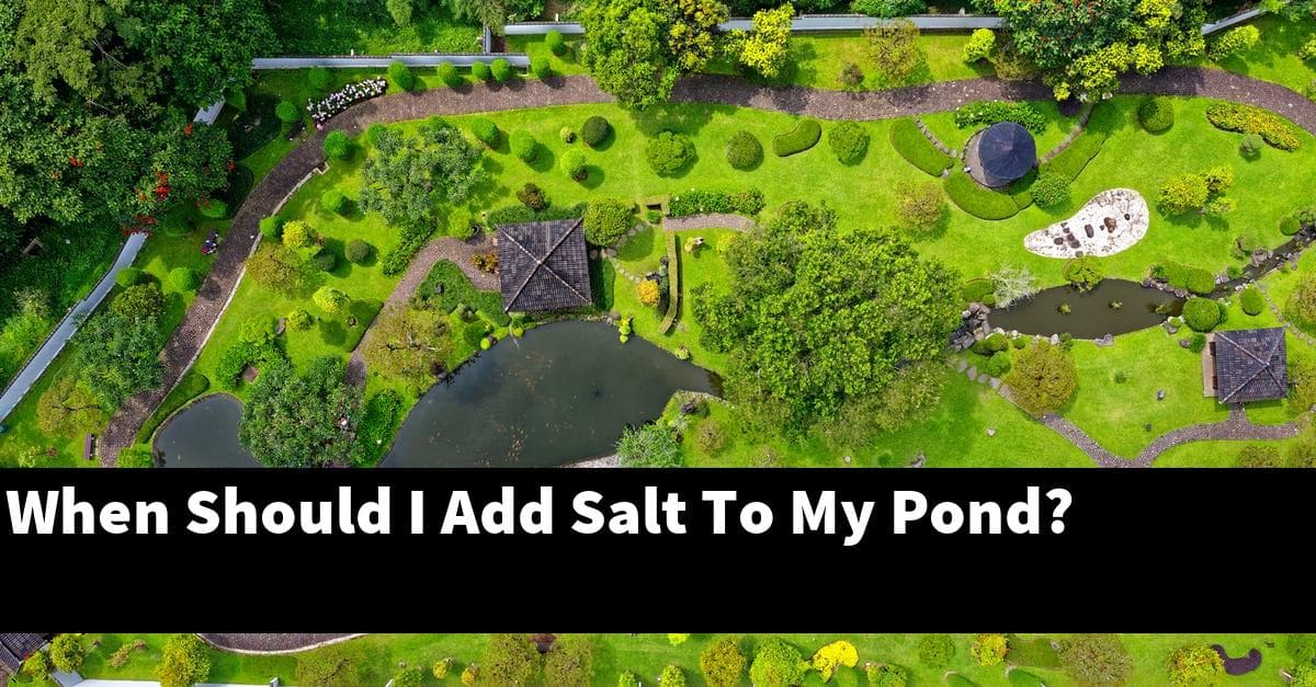 When Should I Add Salt To My Pond?