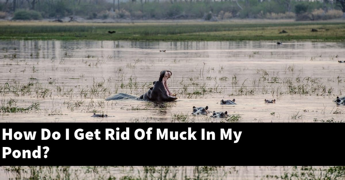 How Do I Get Rid Of Muck In My Pond?