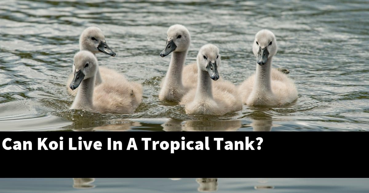 Can Koi Live In A Tropical Tank?