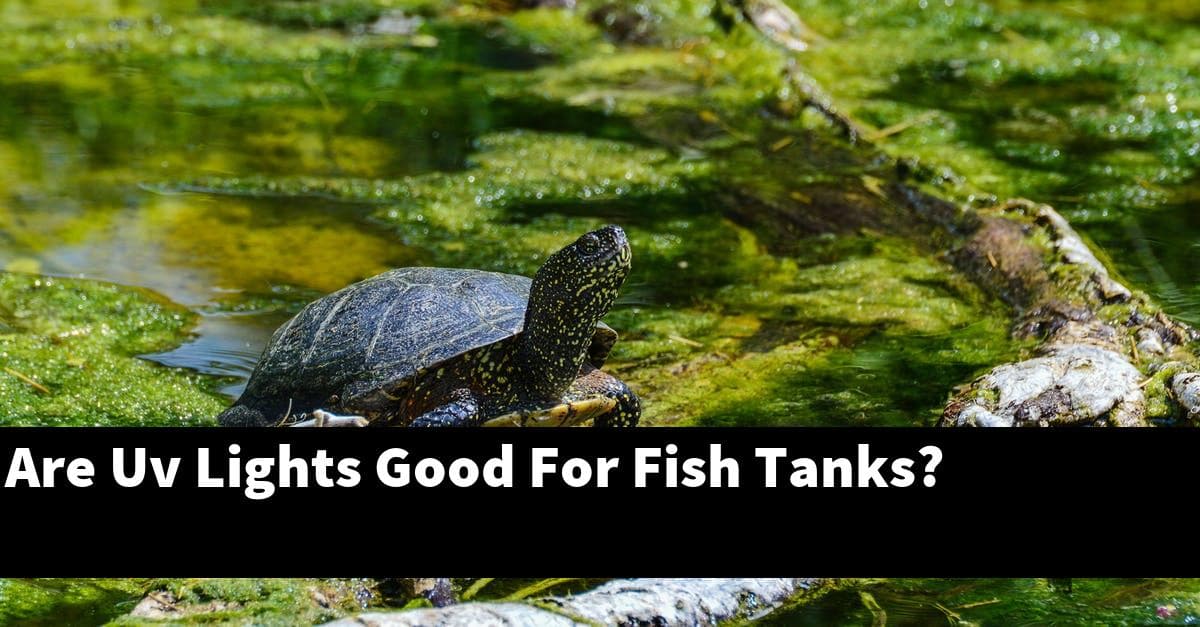 Are Uv Lights Good For Fish Tanks?