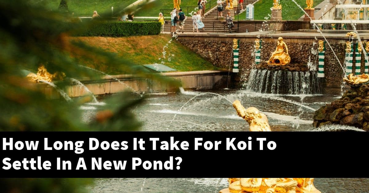 How Long Does It Take For Koi To Settle In A New Pond?