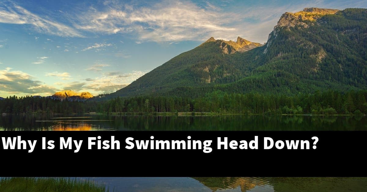 Why Is My Fish Swimming Head Down?