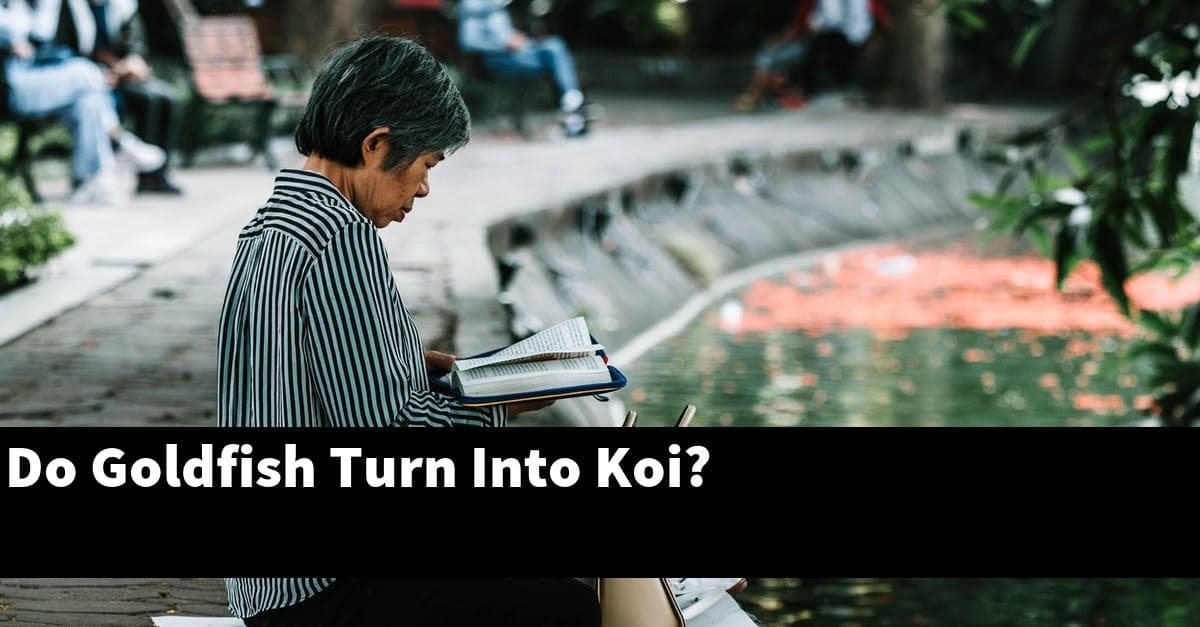 Do Goldfish Turn Into Koi?