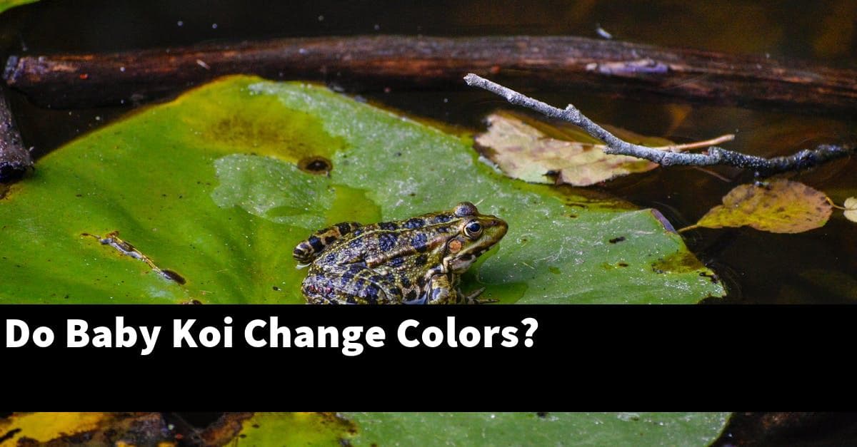 Do Baby Koi Change Colors?