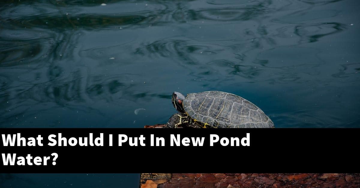 What Should I Put In New Pond Water?