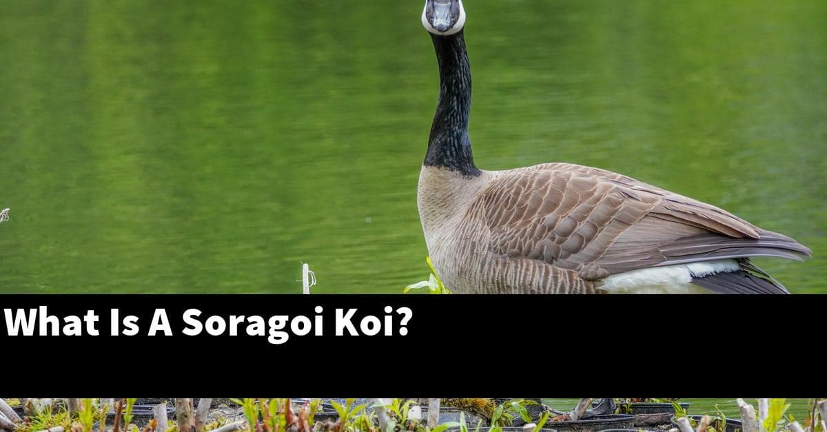 What Is A Soragoi Koi?