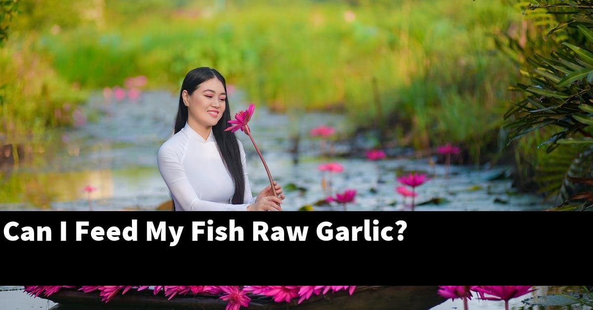 Can I Feed My Fish Raw Garlic?