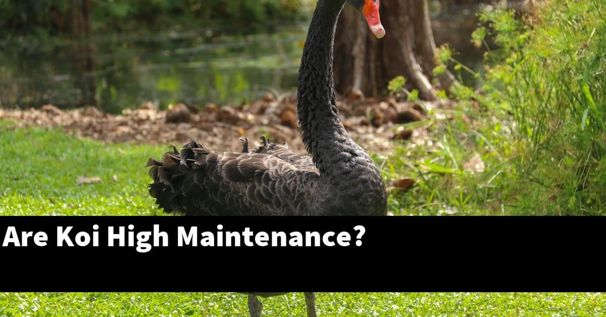 Are Koi High Maintenance?