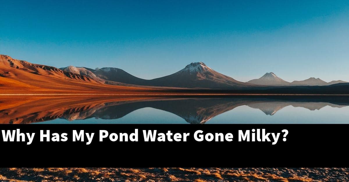 Why Has My Pond Water Gone Milky?