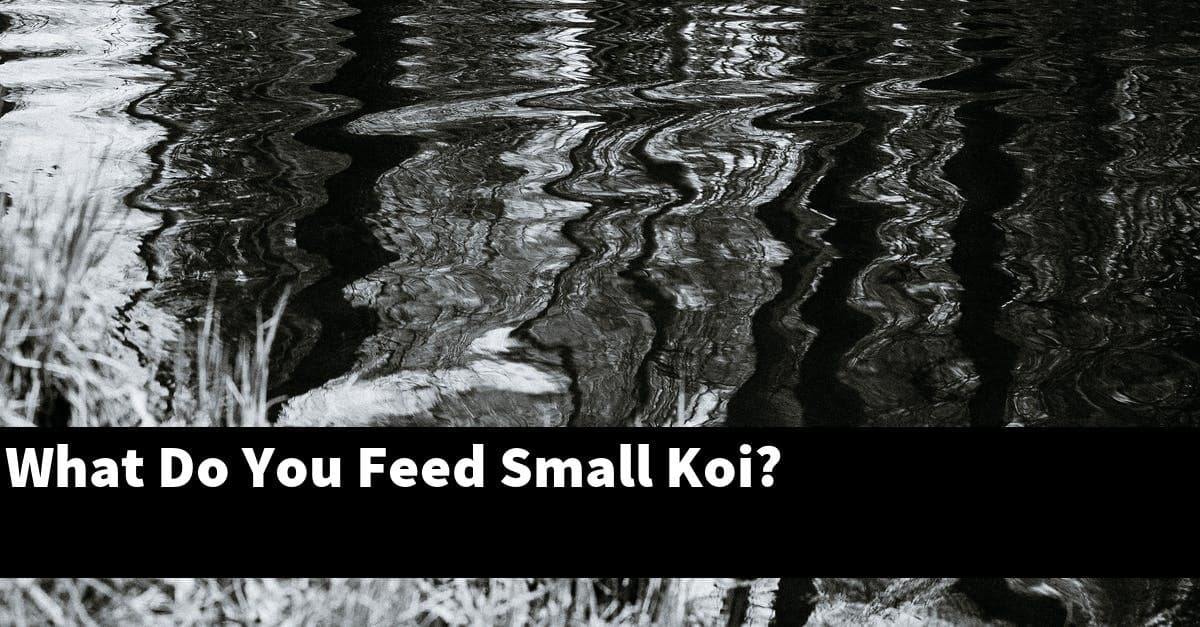 What Do You Feed Small Koi?