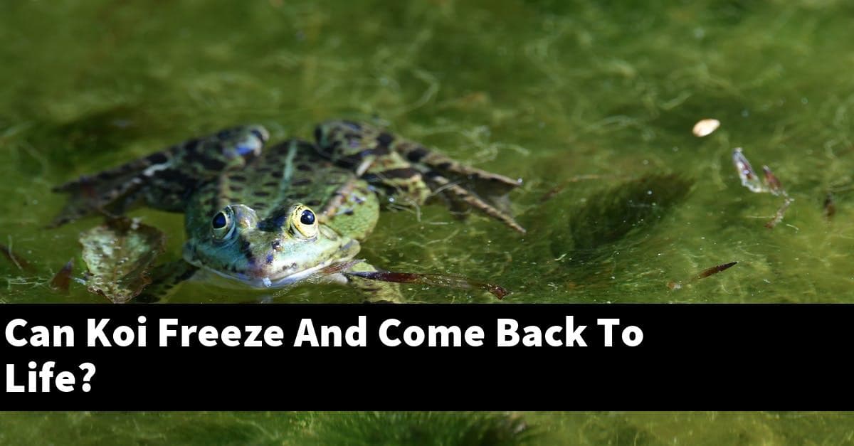 Can Koi Freeze And Come Back To Life?