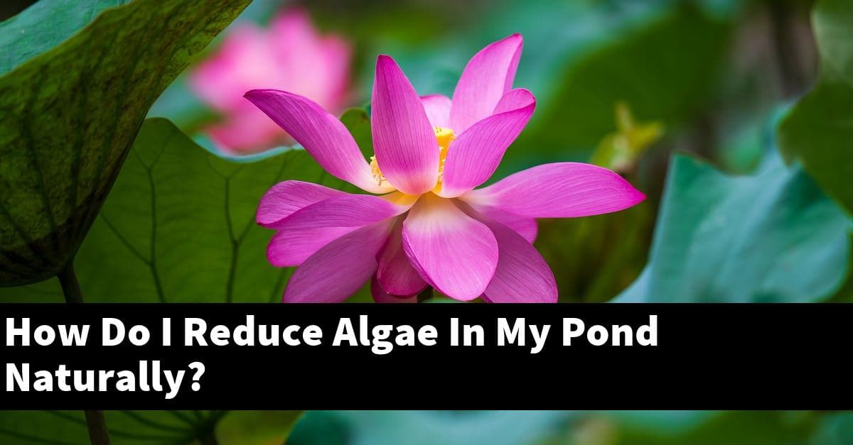 How Do I Reduce Algae In My Pond Naturally?