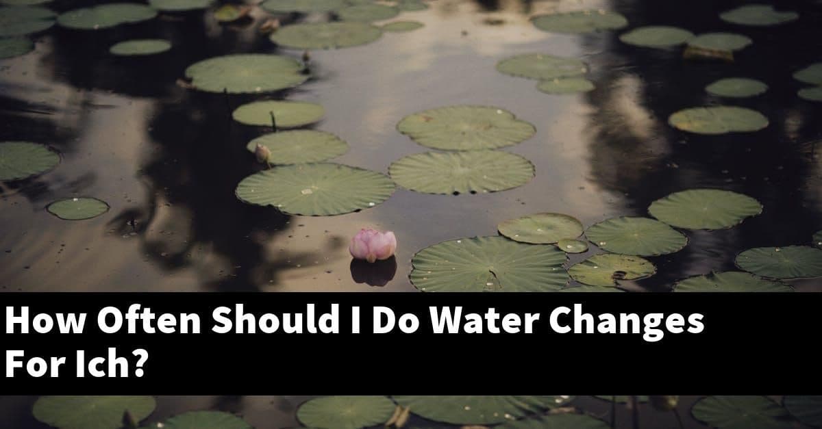 How Often Should I Do Water Changes For Ich?