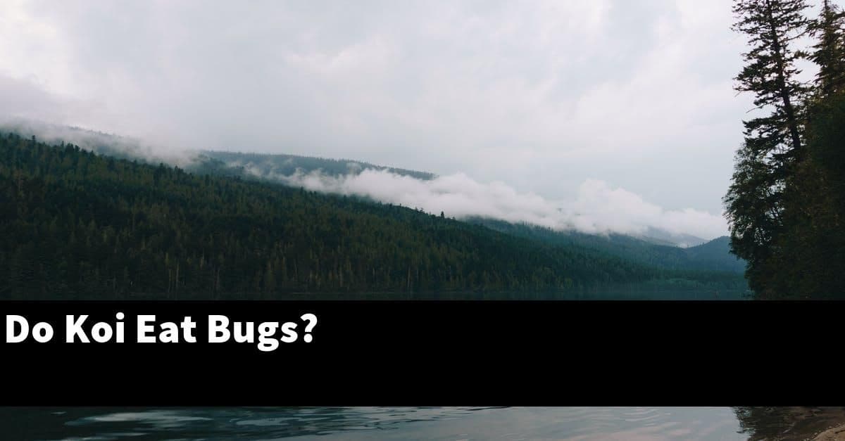 Do Koi Eat Bugs?